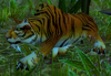 Bengal Alpha