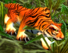Young Bengal Tiger